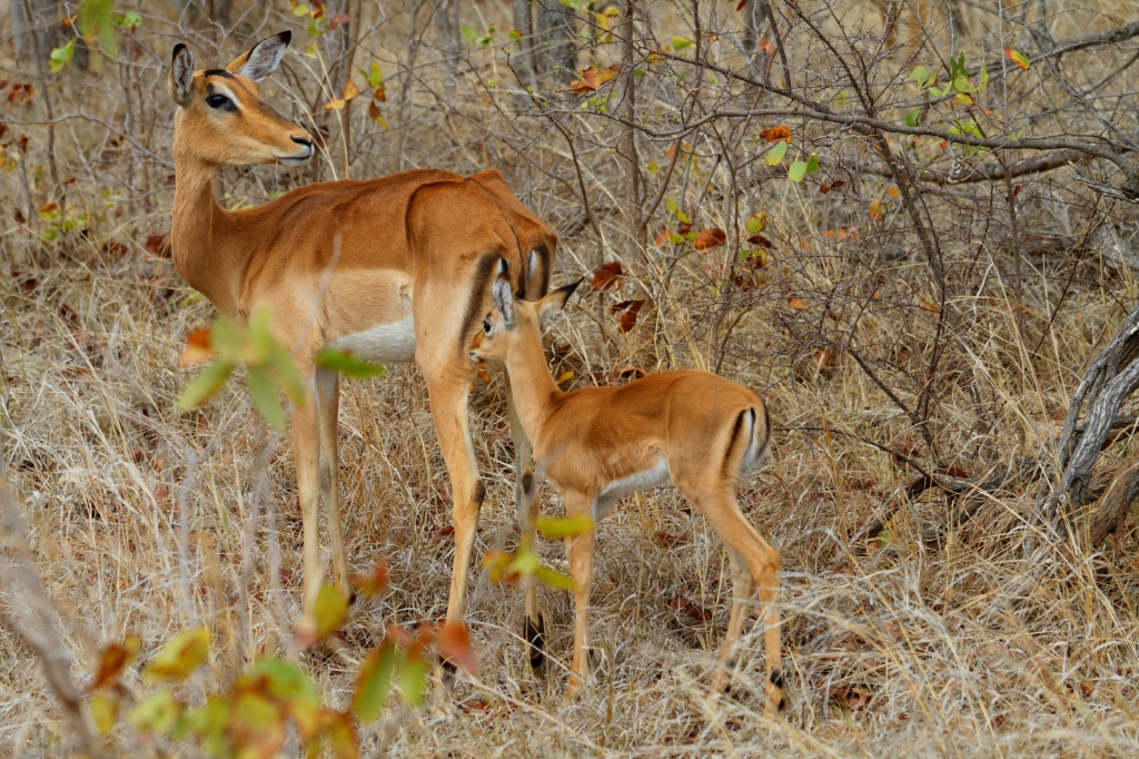 08 - Kruger NP (3)-Impala.jpg